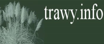 Trawy